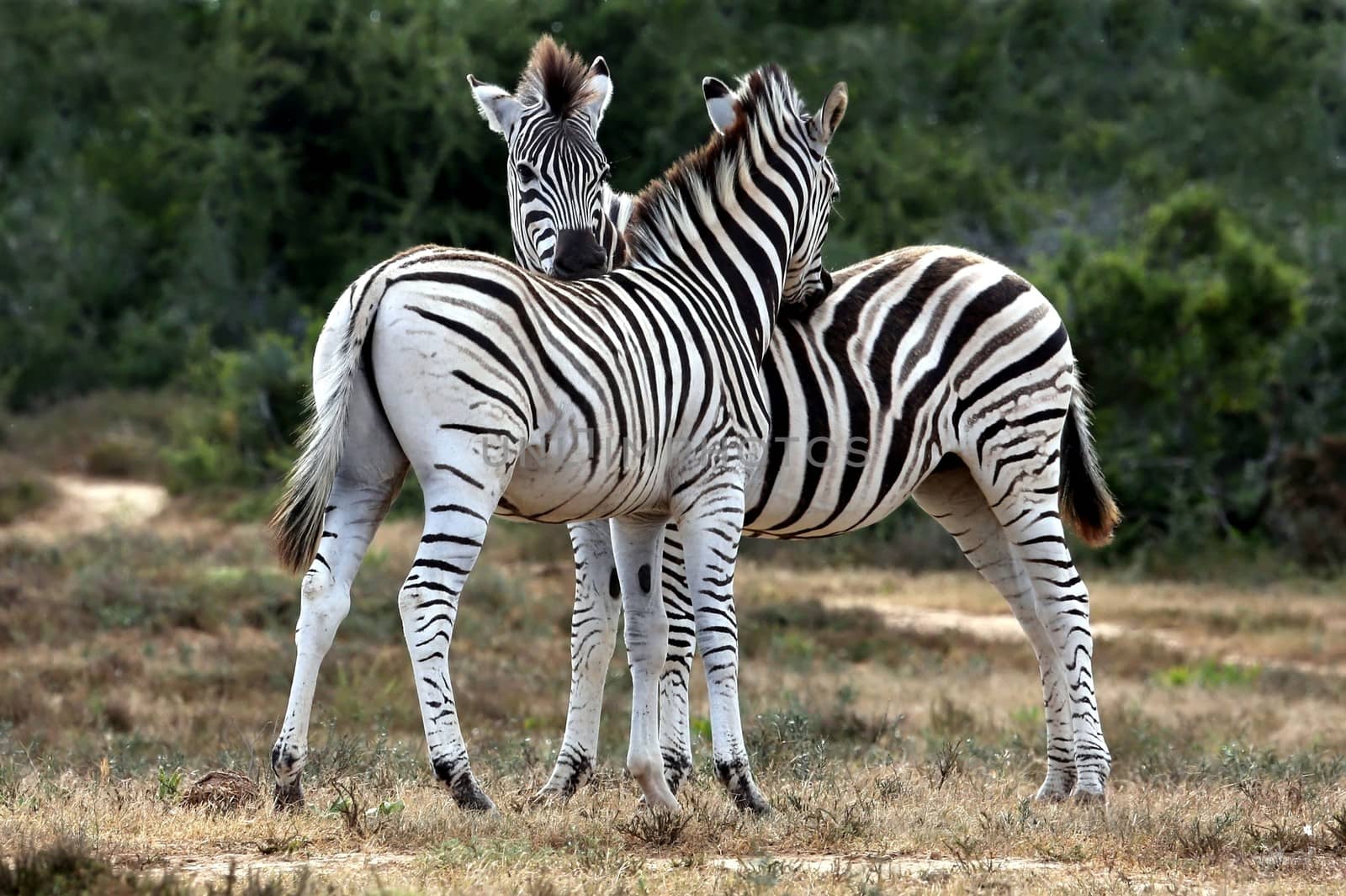 Zebras Grooming by fouroaks