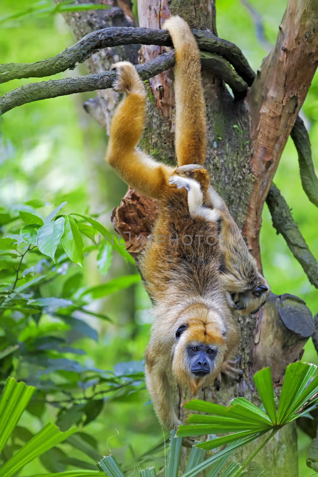 Mantled Howler Monkey with child hanging from a tree