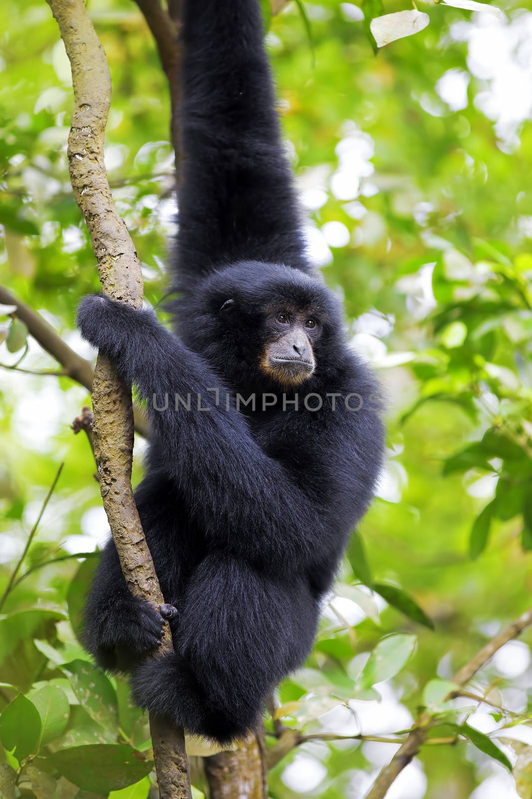 Siamang Gibbon hanging in the trees in Malaysia