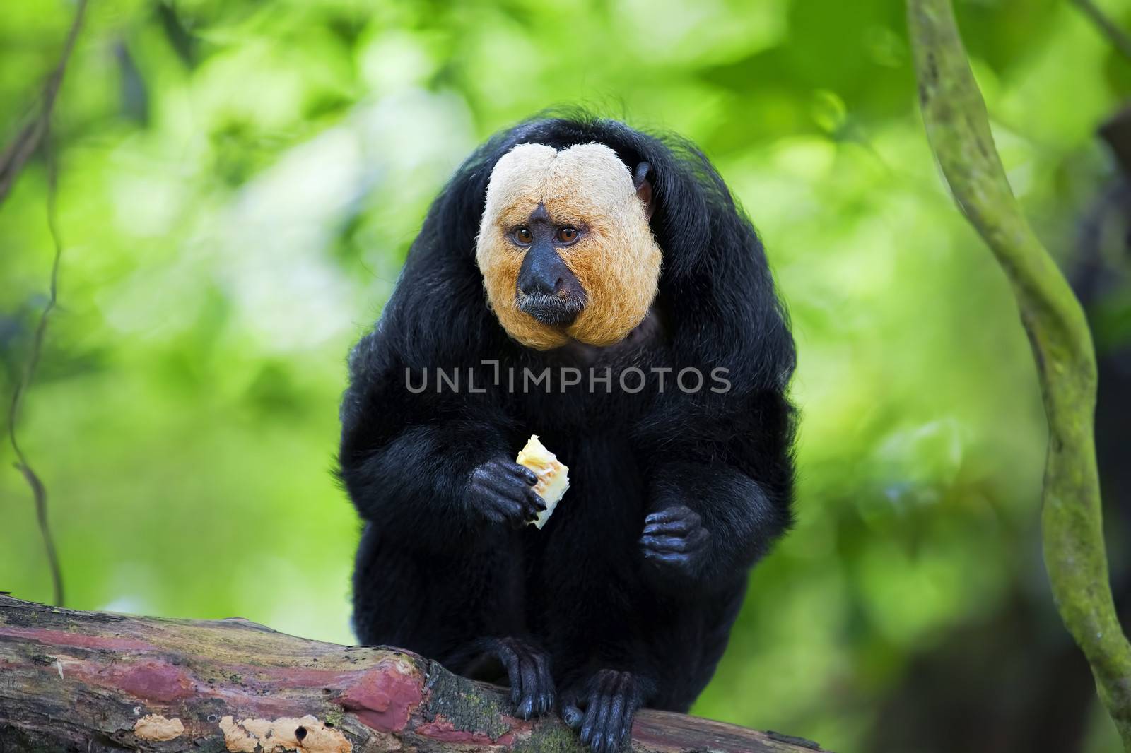 White-faced Saki Monkey sitting in the treetops