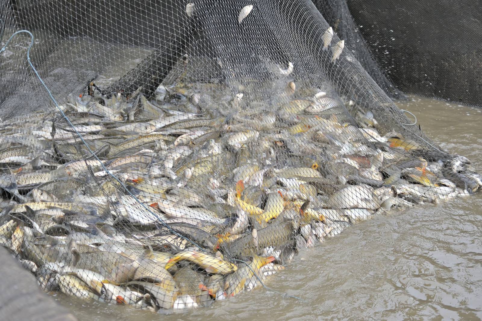 Unsorted Fish in a fishing nets