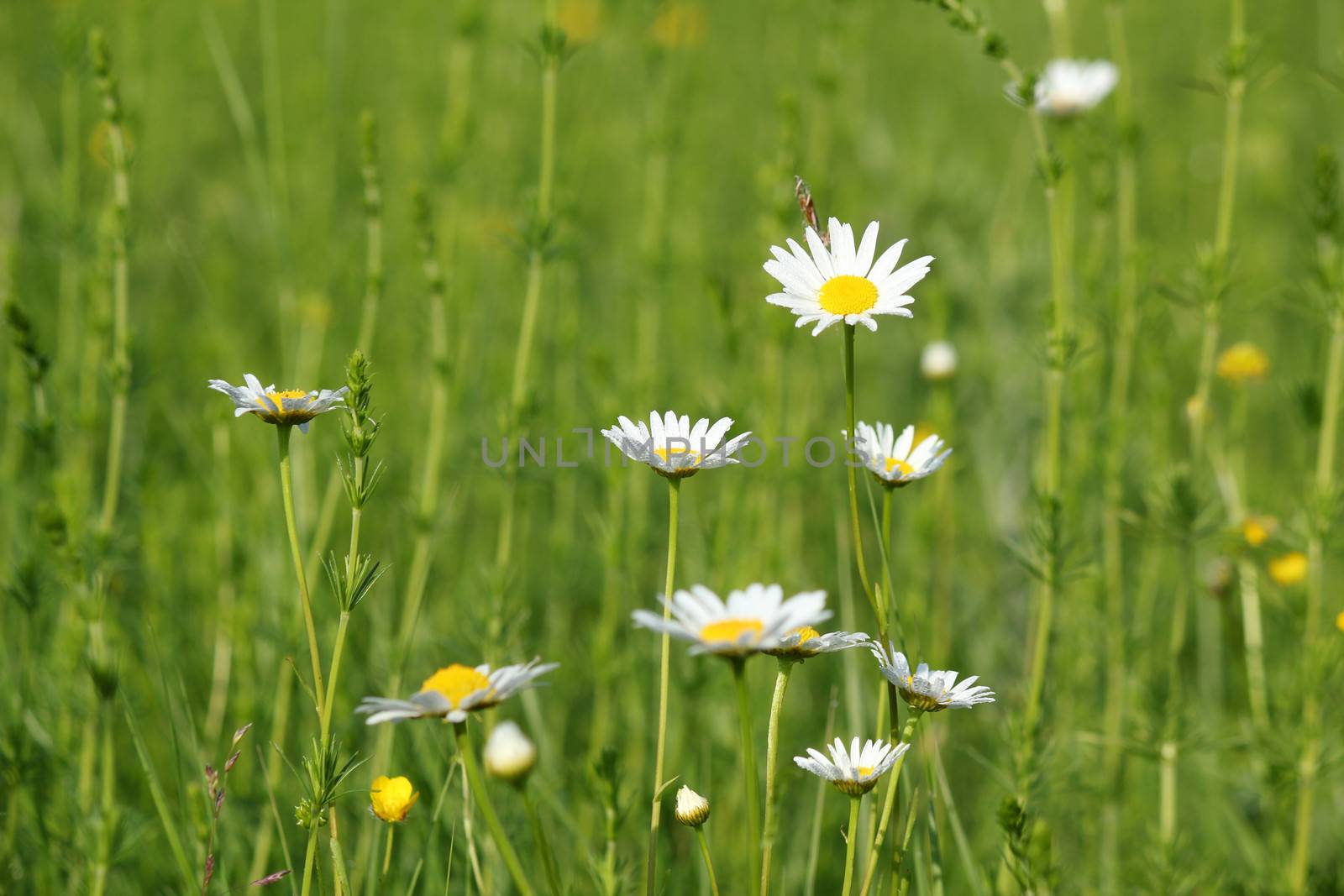 white wild flowers with dew on leaf