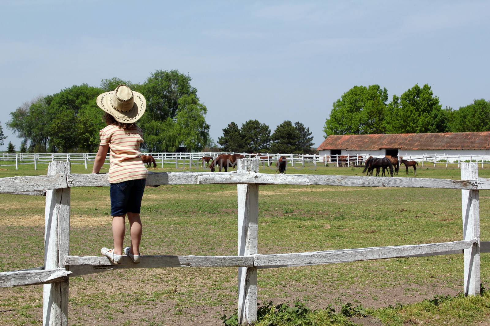 child standing on corral and watching horses on farm by goce