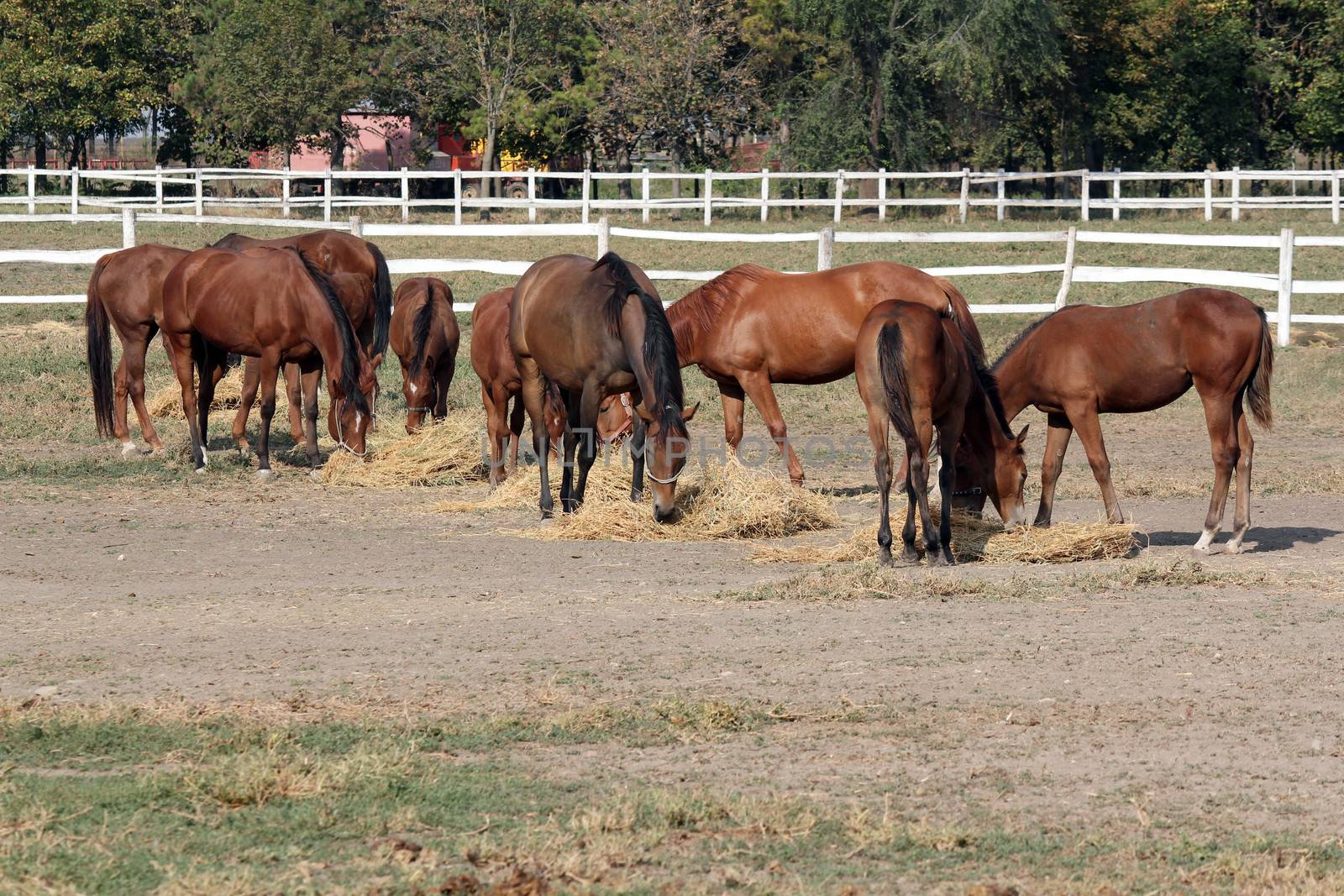 horses eat hay on farm by goce