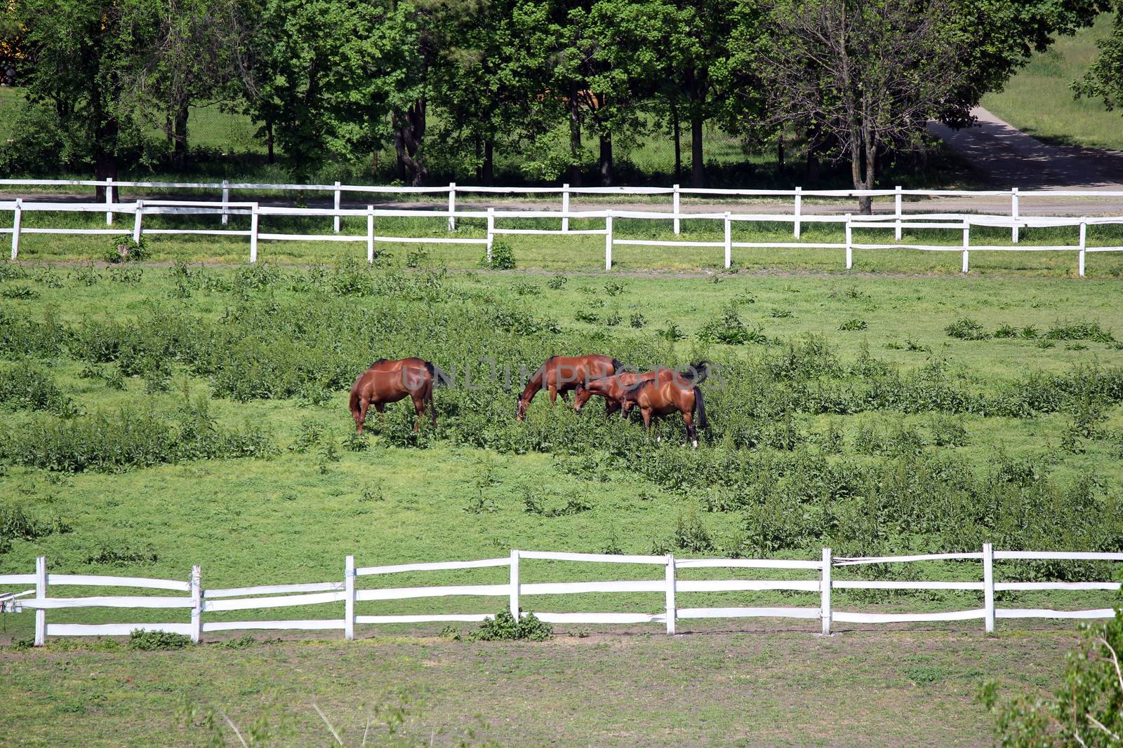 horses on farm aerial view