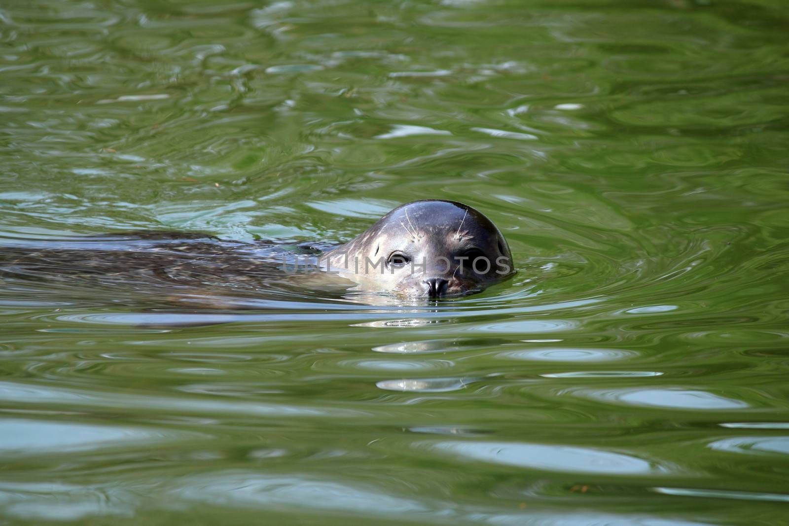 seal swimming in water wildlife by goce