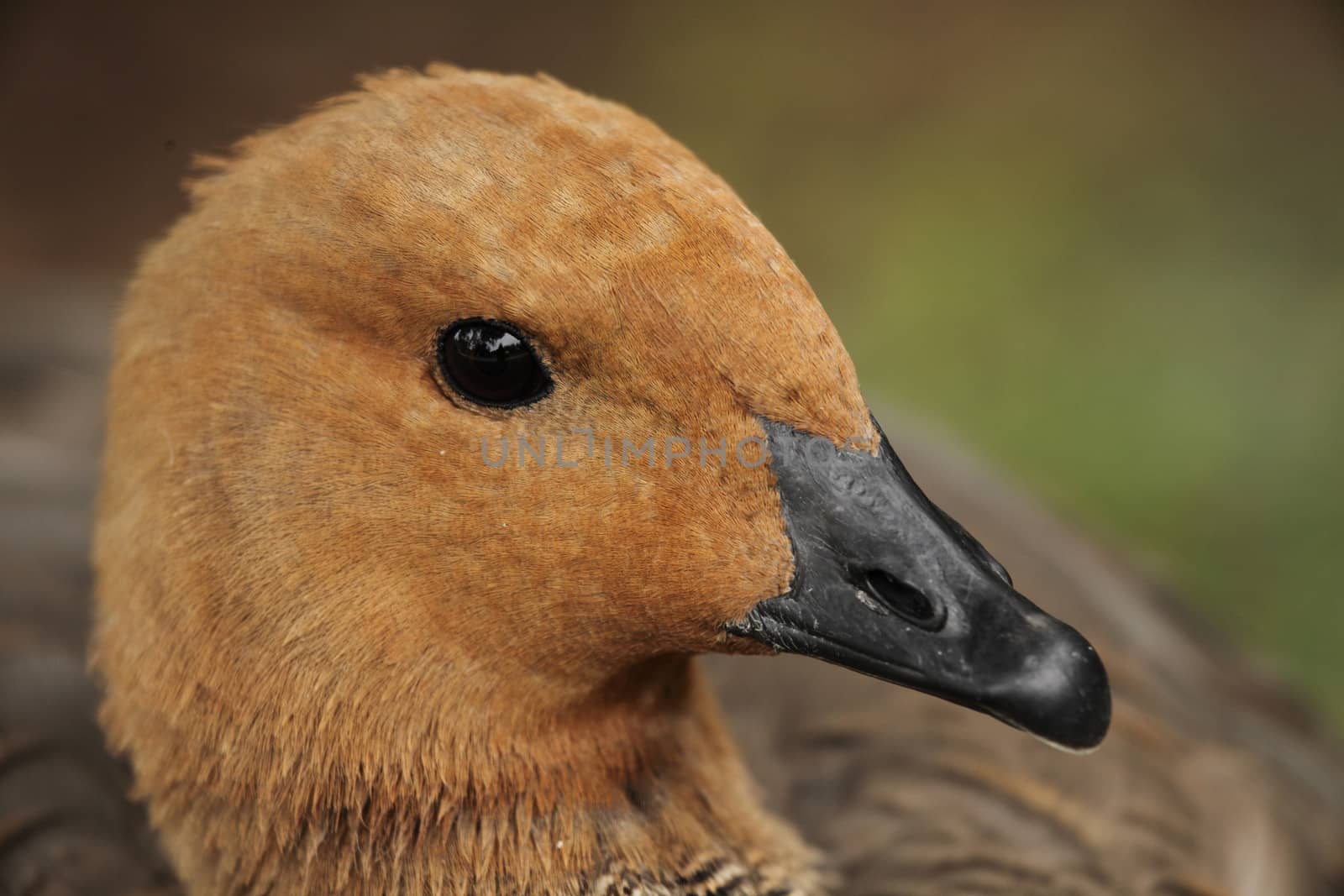 portrait of a beautiful brown duck