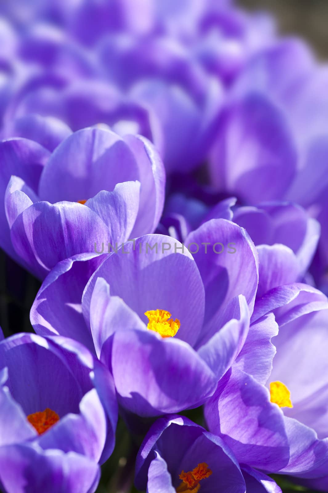 Purple crocus flowers in the spring time