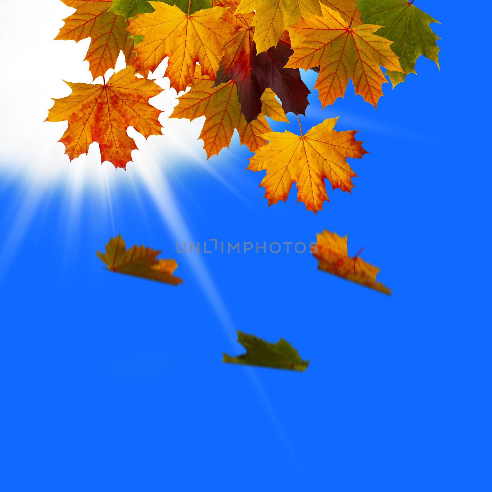 Leaves fallen in the sky by cla78