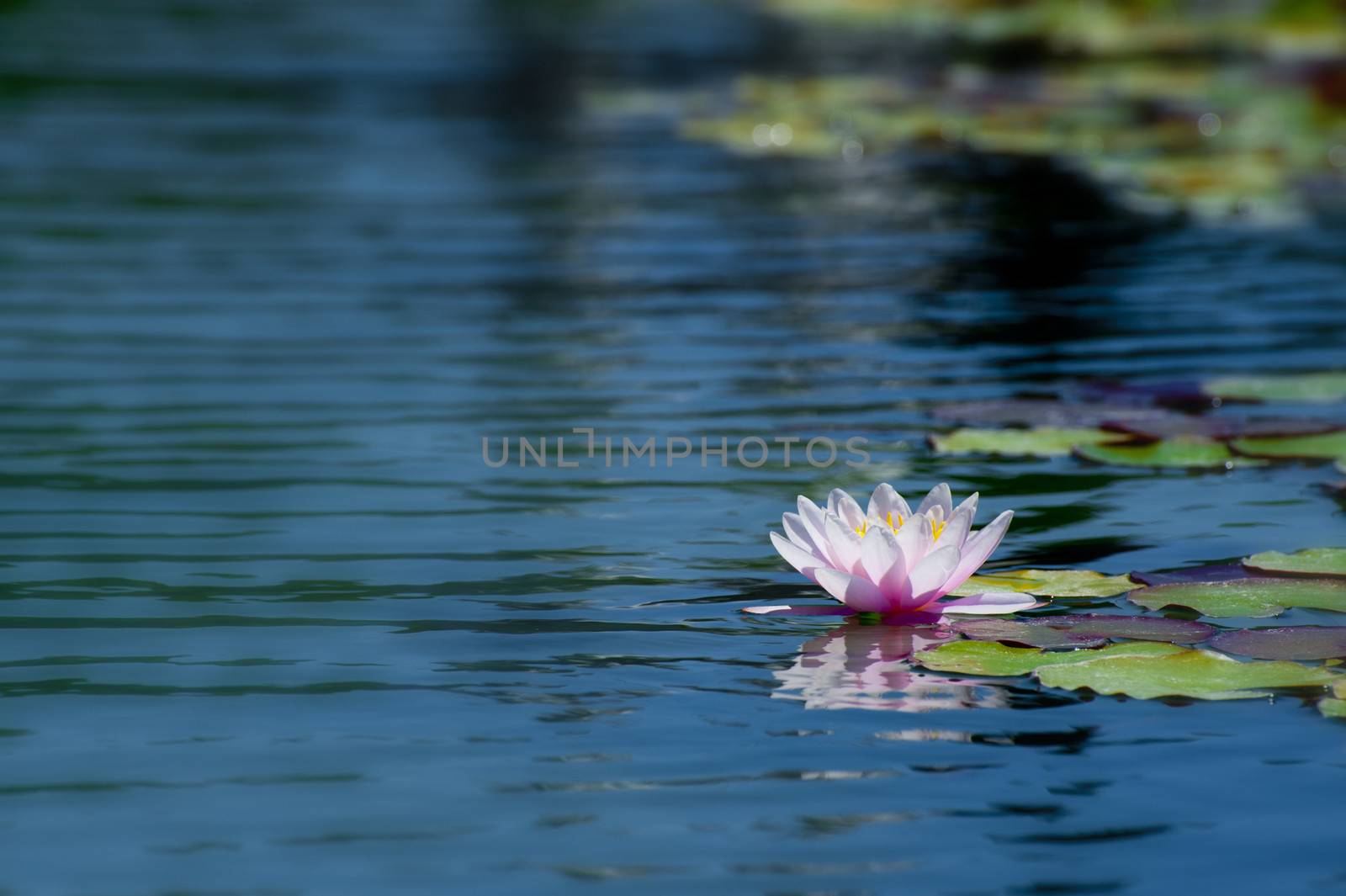 A beautiful pink lotus flower in a lake