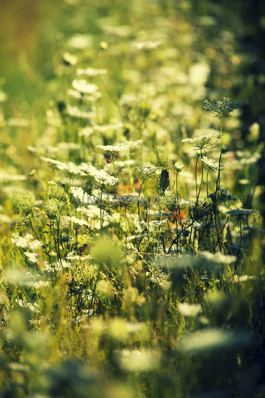 Summer meadow with blooming white Clover and blur effect
