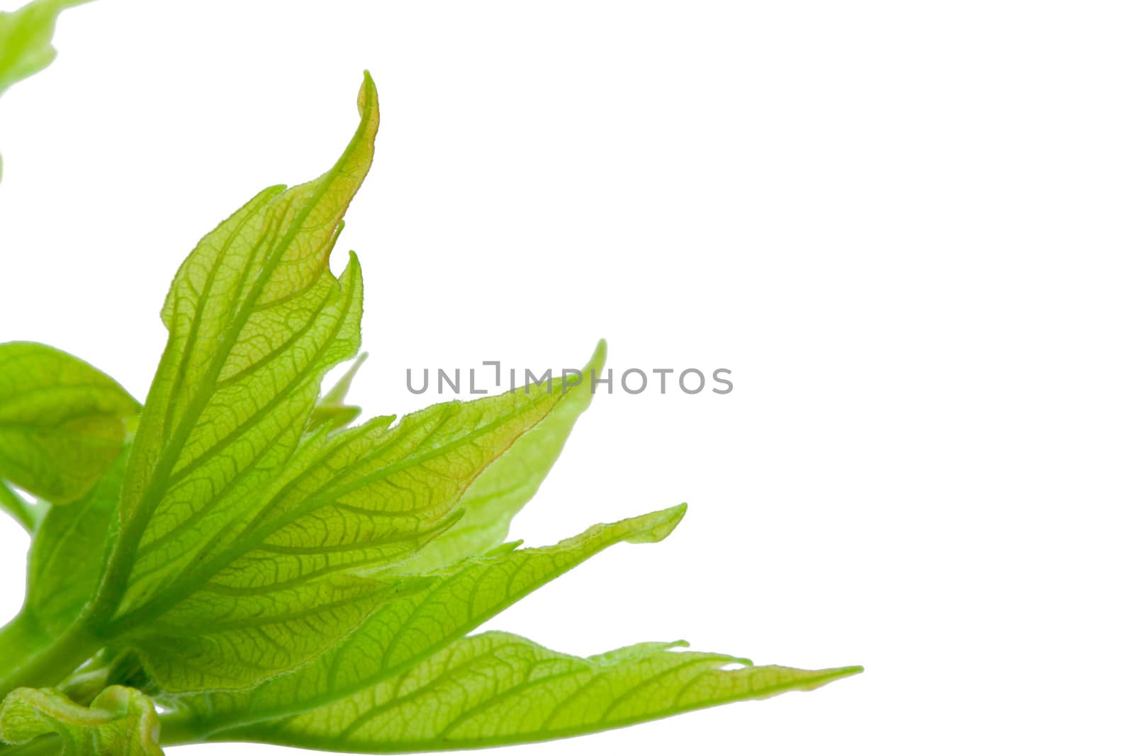 Blossoming spring buds and green leaves isolated on white background