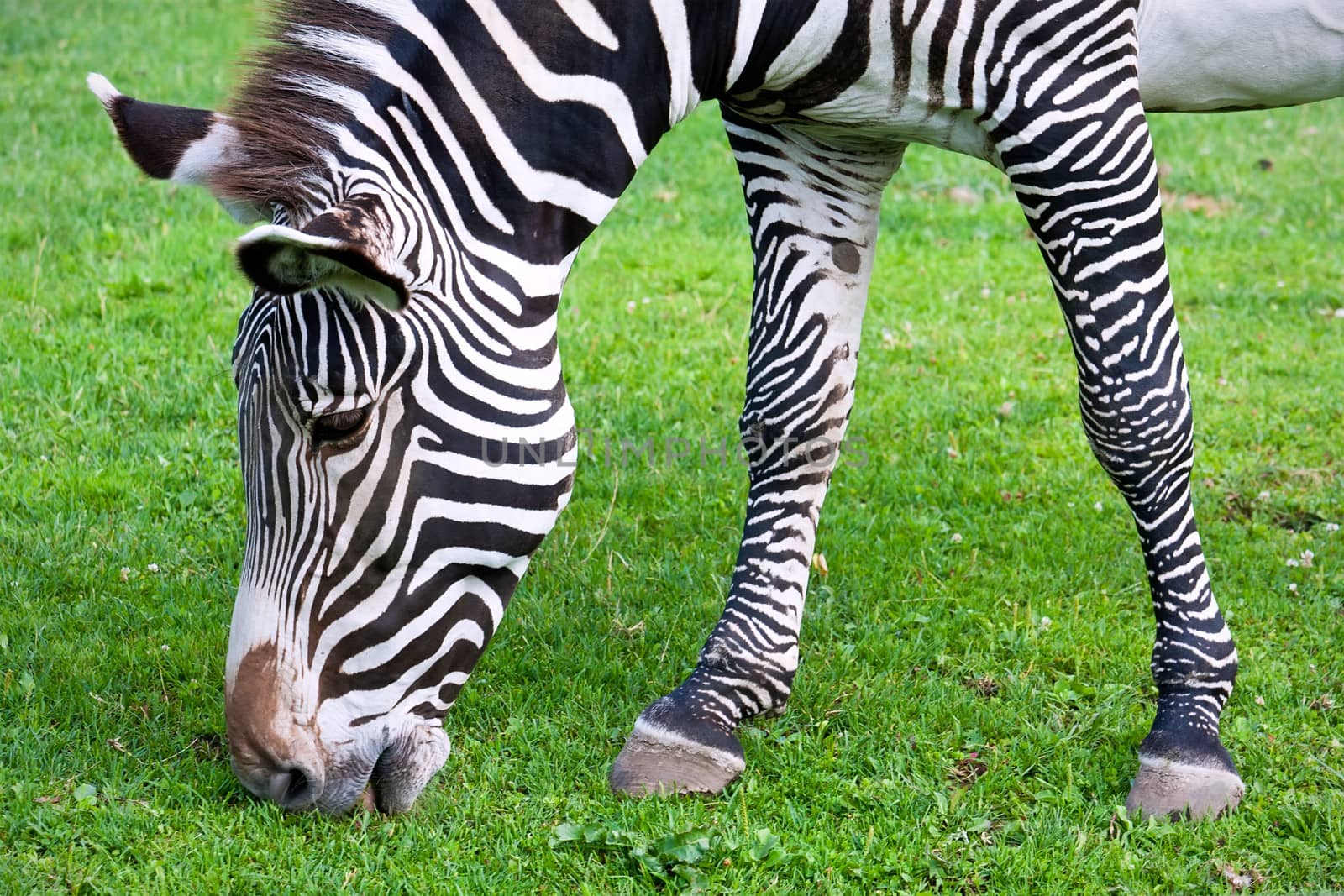 Nice close-up photo of young male zebra in zoo