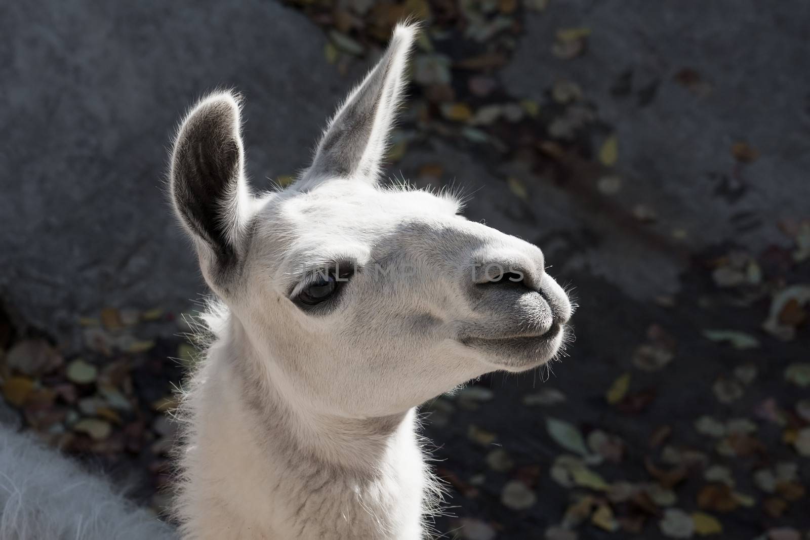 Funny close-up portrait of llama in zoo