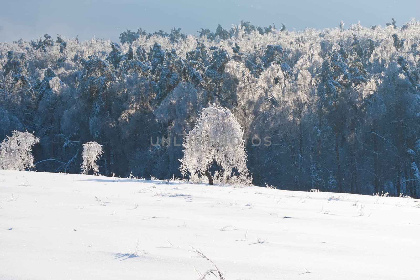 Nice photo of winter forest covered by white snow