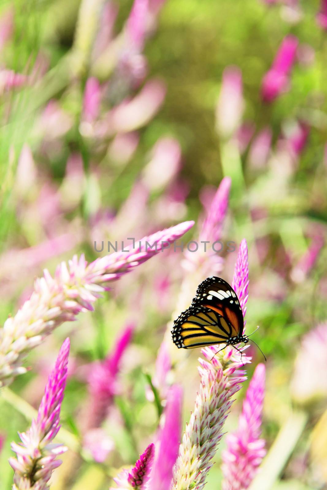 Danaus genutia butterfly on flowers by ponsulak