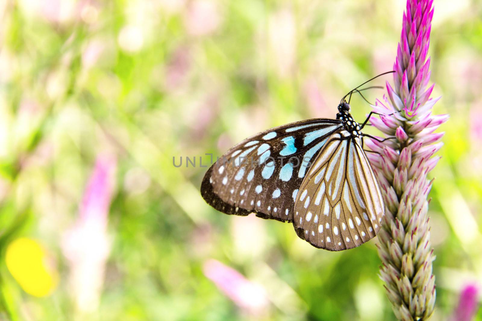 The Common Glassy Tiger Butterfly on Flowers