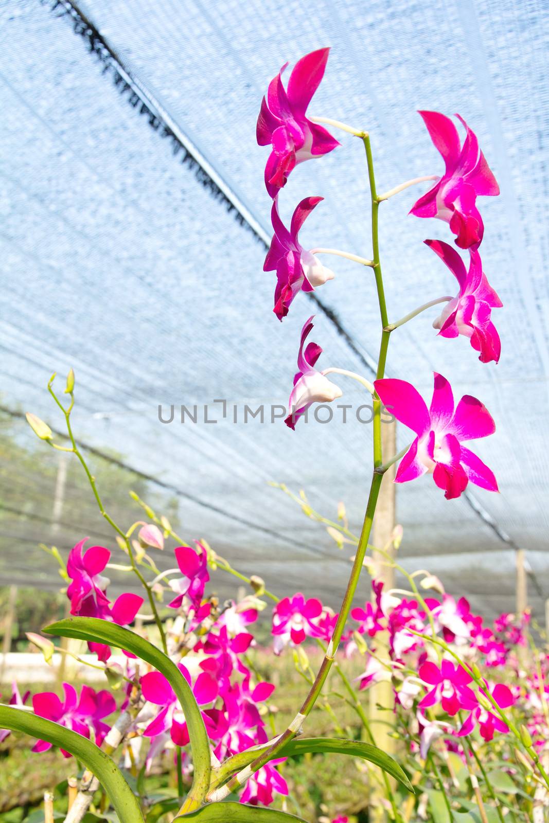 Orchid Farm by ponsulak