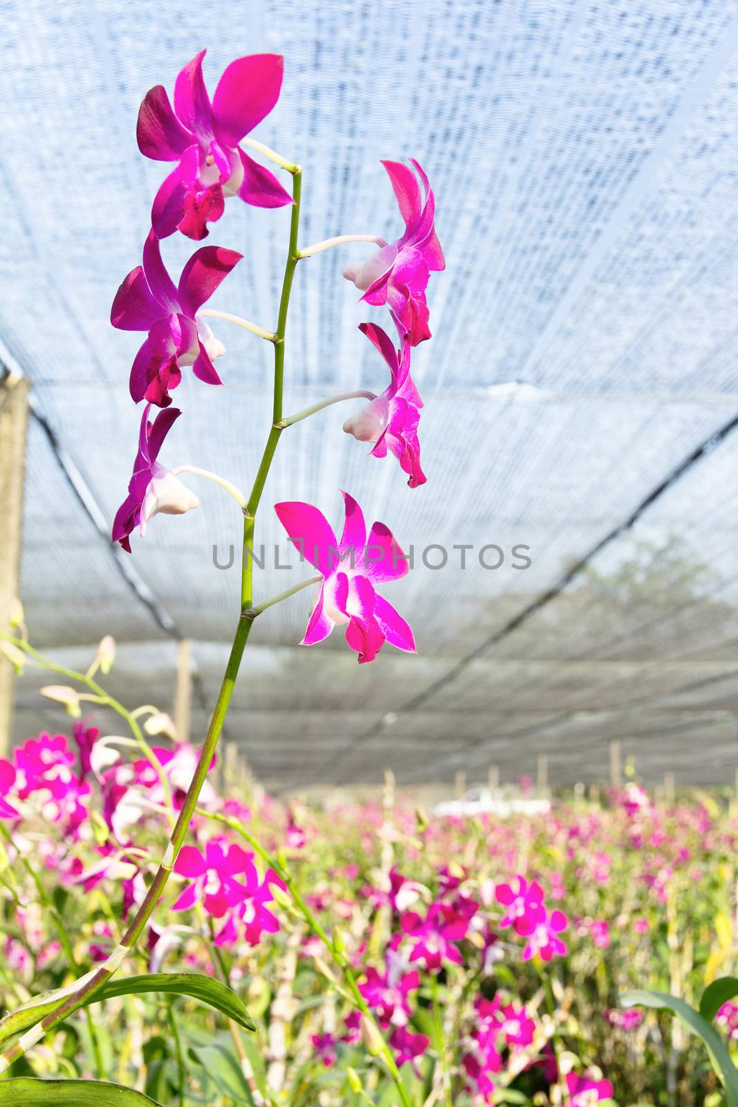 Orchid Farm by ponsulak