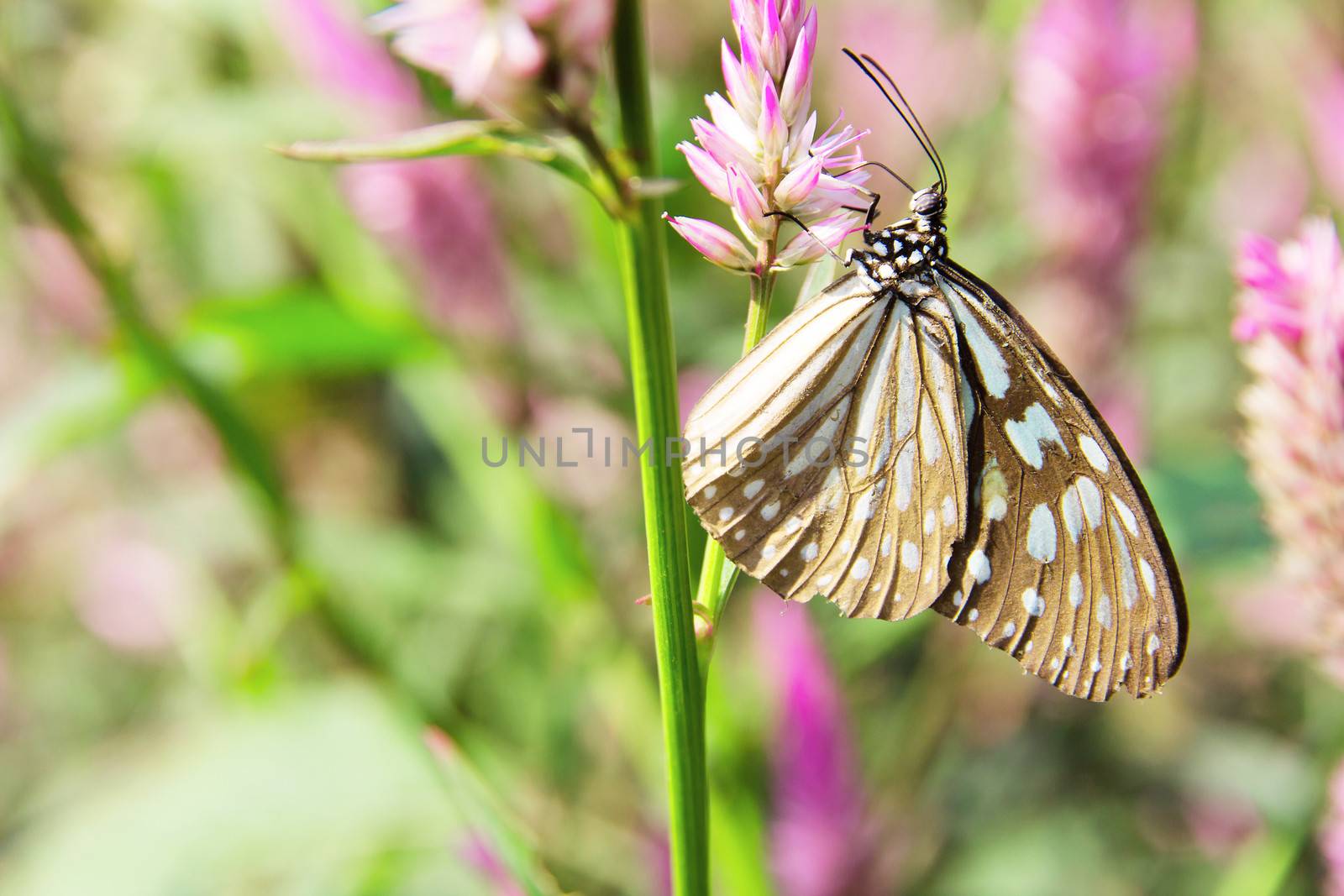 The Common Glassy Tiger Butterfly on Flowers