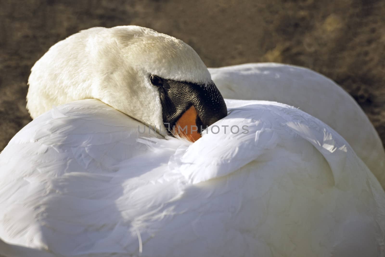 A  Mute swan is resting