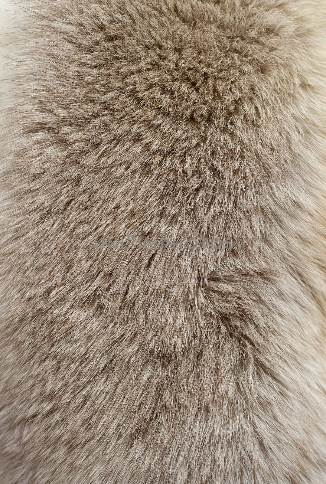 Close up of an animal colored fur texture