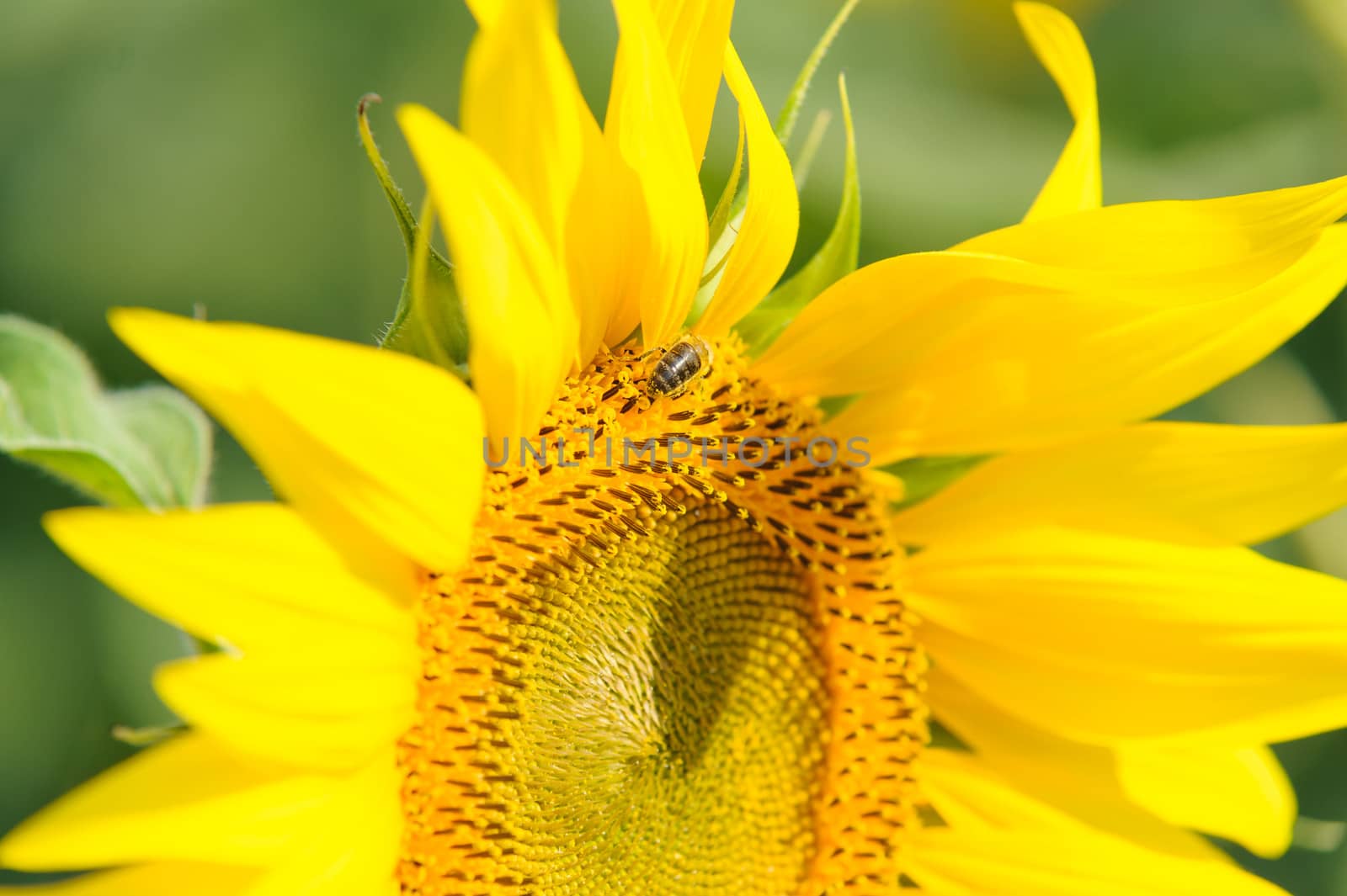 Bee on the sunflower macro by oguzdkn