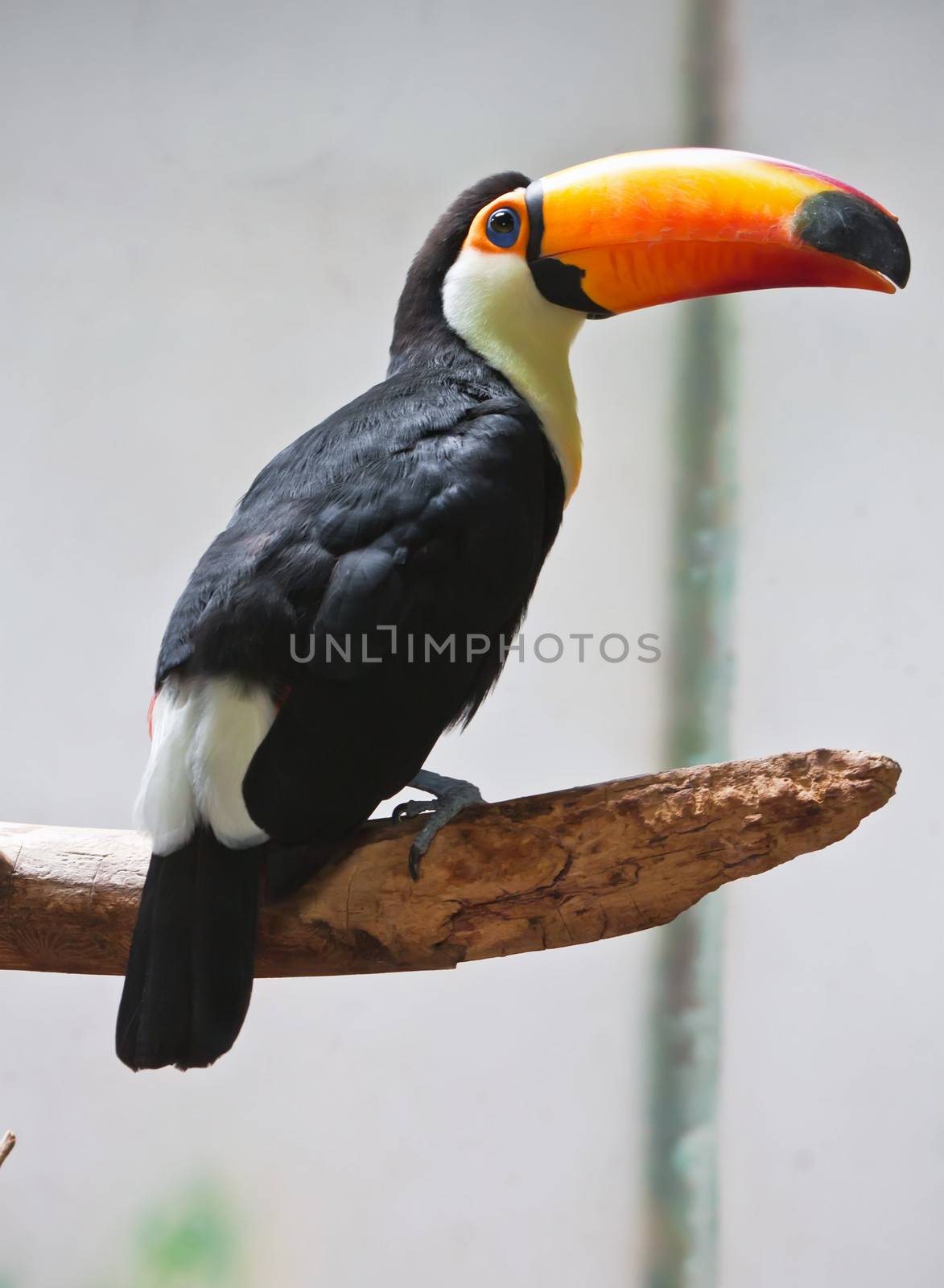 Cute exotic toucan with huge beak sitting on small stick