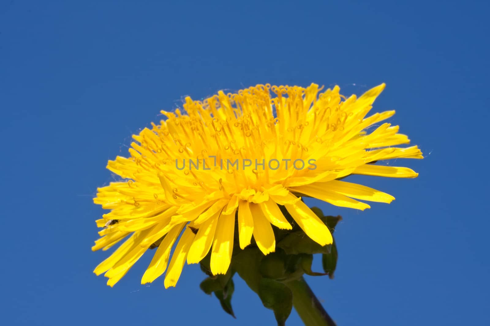 Beautiful bright yellow dandelion flower, spring photo