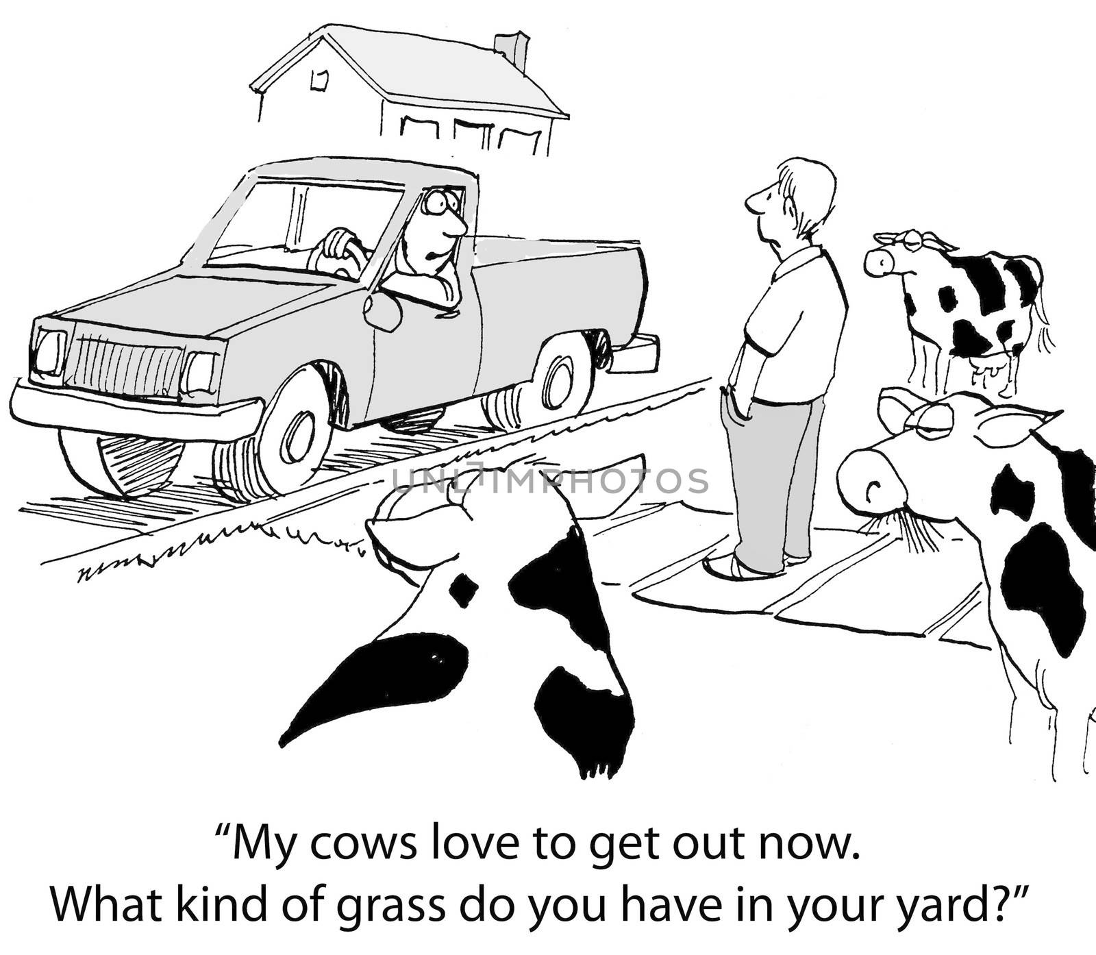 "My cows love to get out now. What kind of grass do you have in your yard?"
