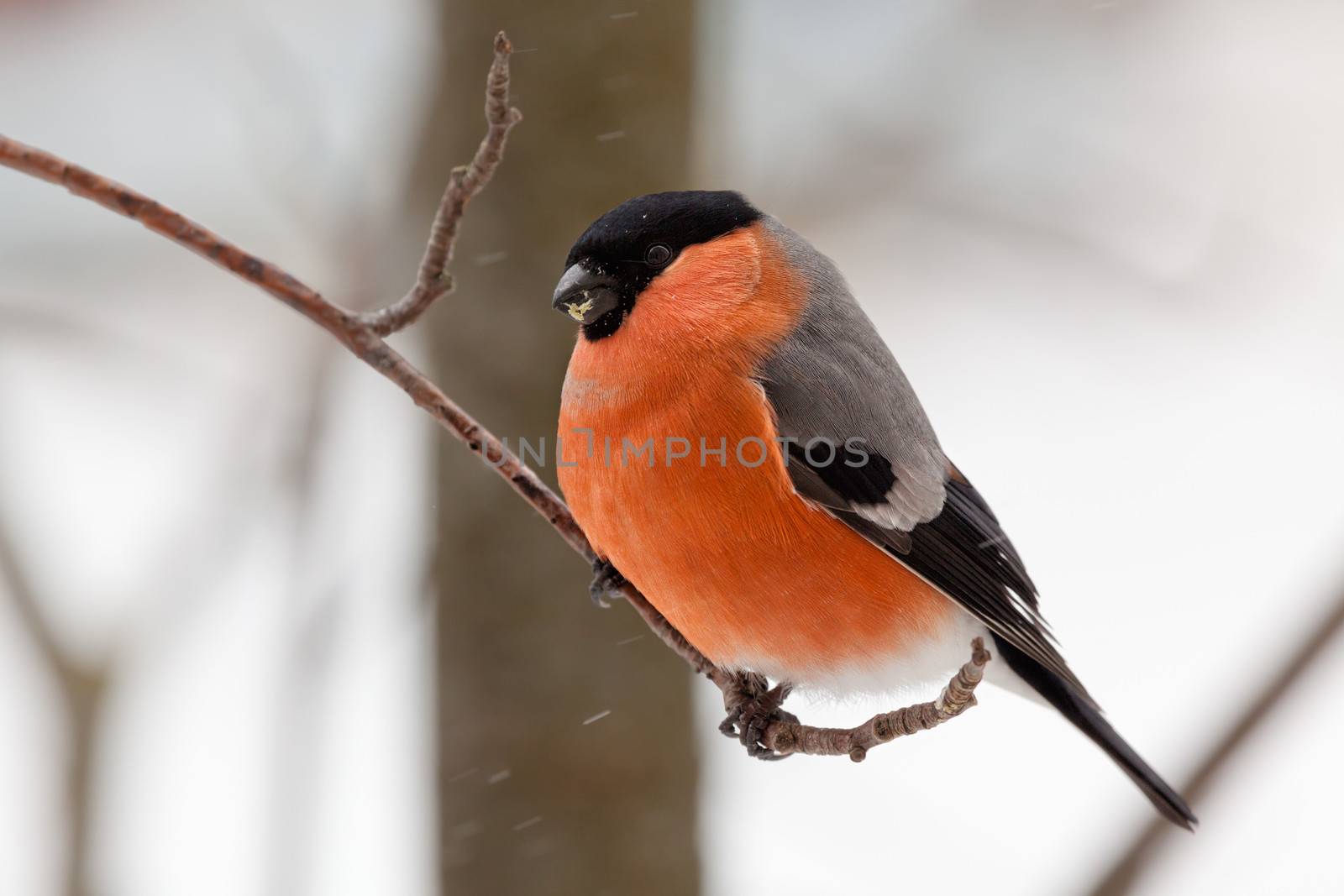 The male bullfinch sits on a mountain ash branch