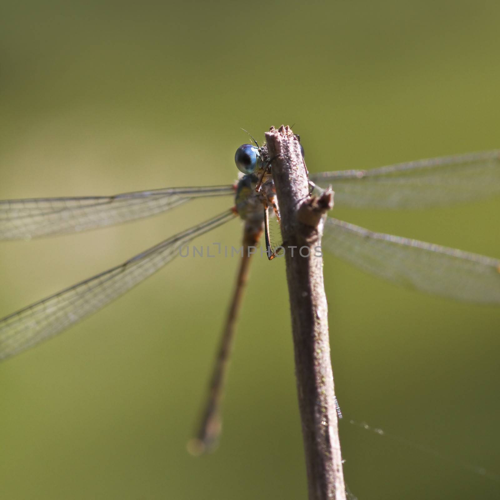 Emerald damselfly on a branch peekaboo