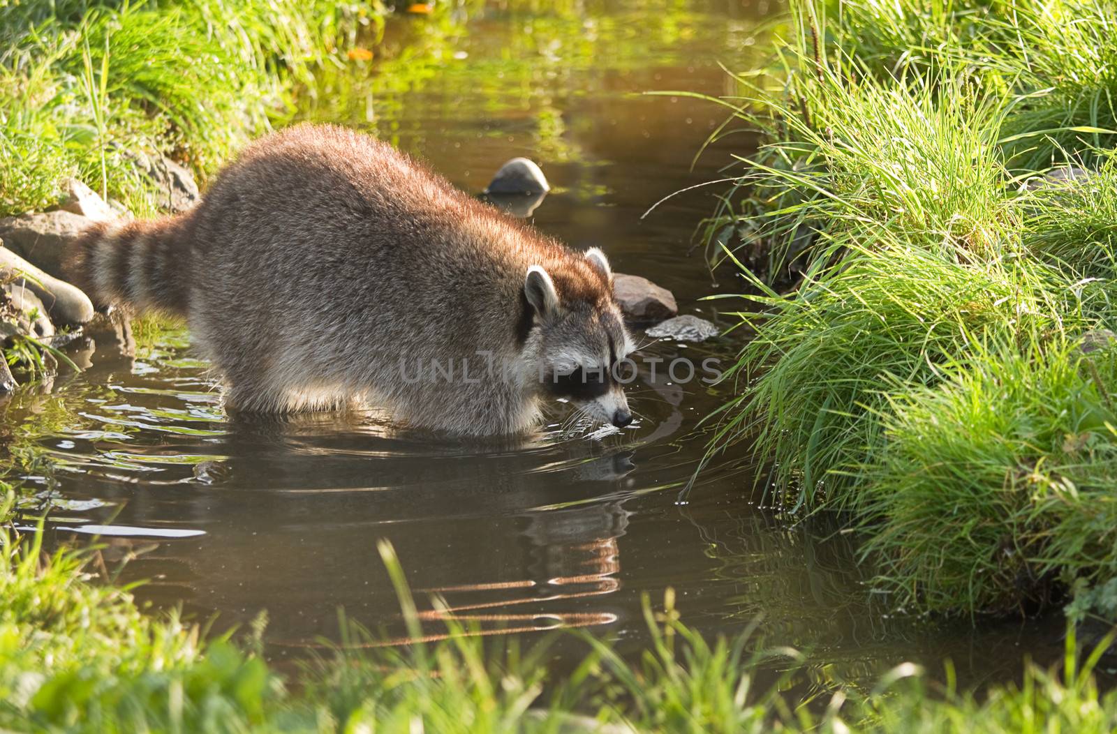 Common raccoon or Procyon lotor in evening sun searching for food in water