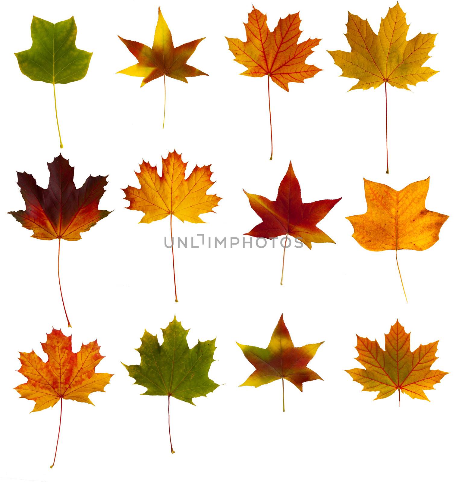 A collection of twelve colorful autumnal leaves
