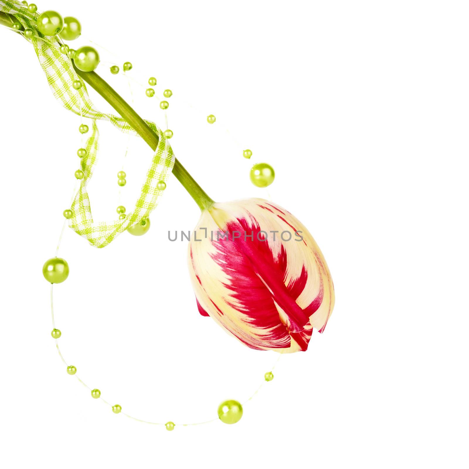 Tulip and green beads. Spring flower. Motley tulip. Red and yellow tulip. 