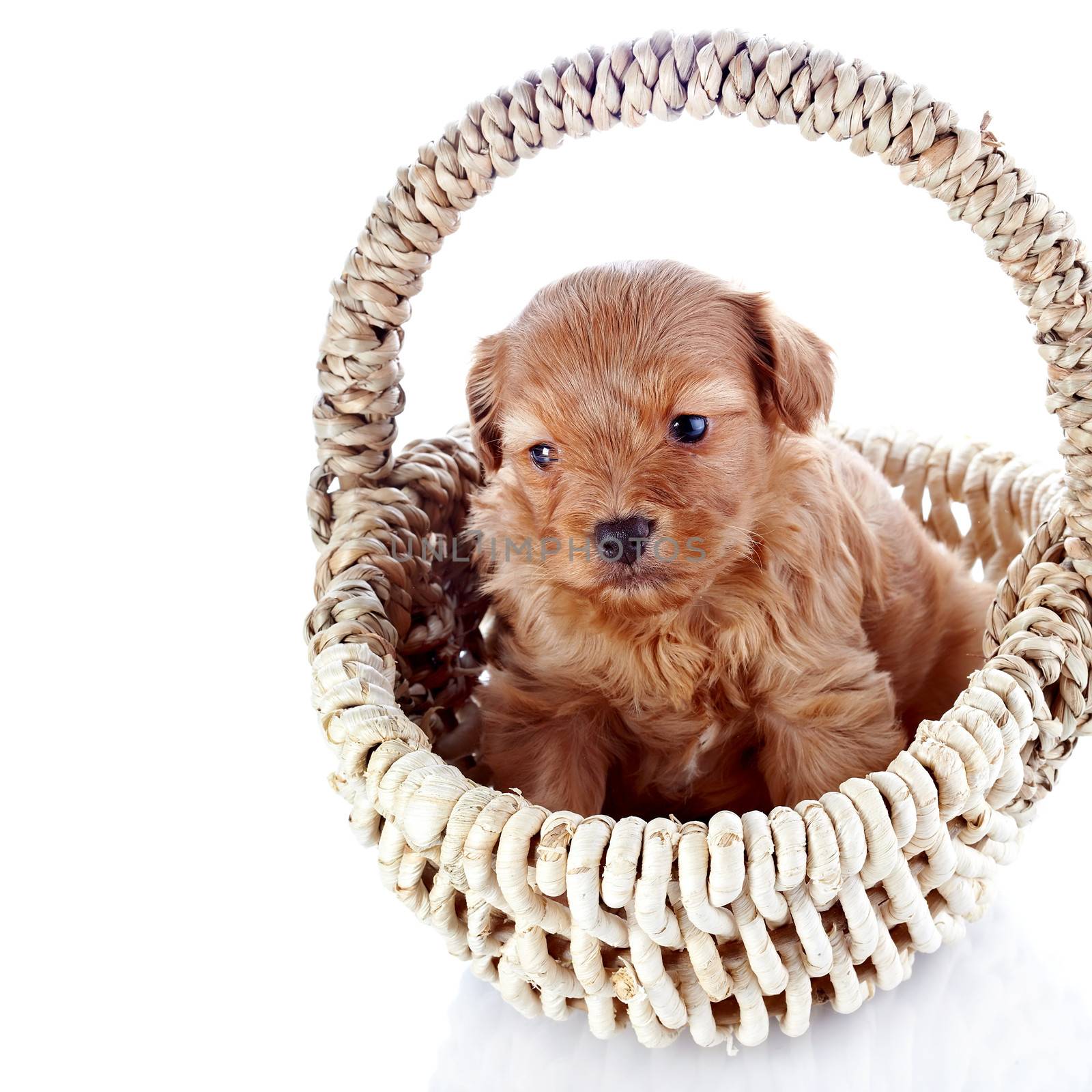 Puppy in a wattled basket. Puppy of a decorative doggie. Decorative dog. Puppy of the Petersburg orchid on a white background