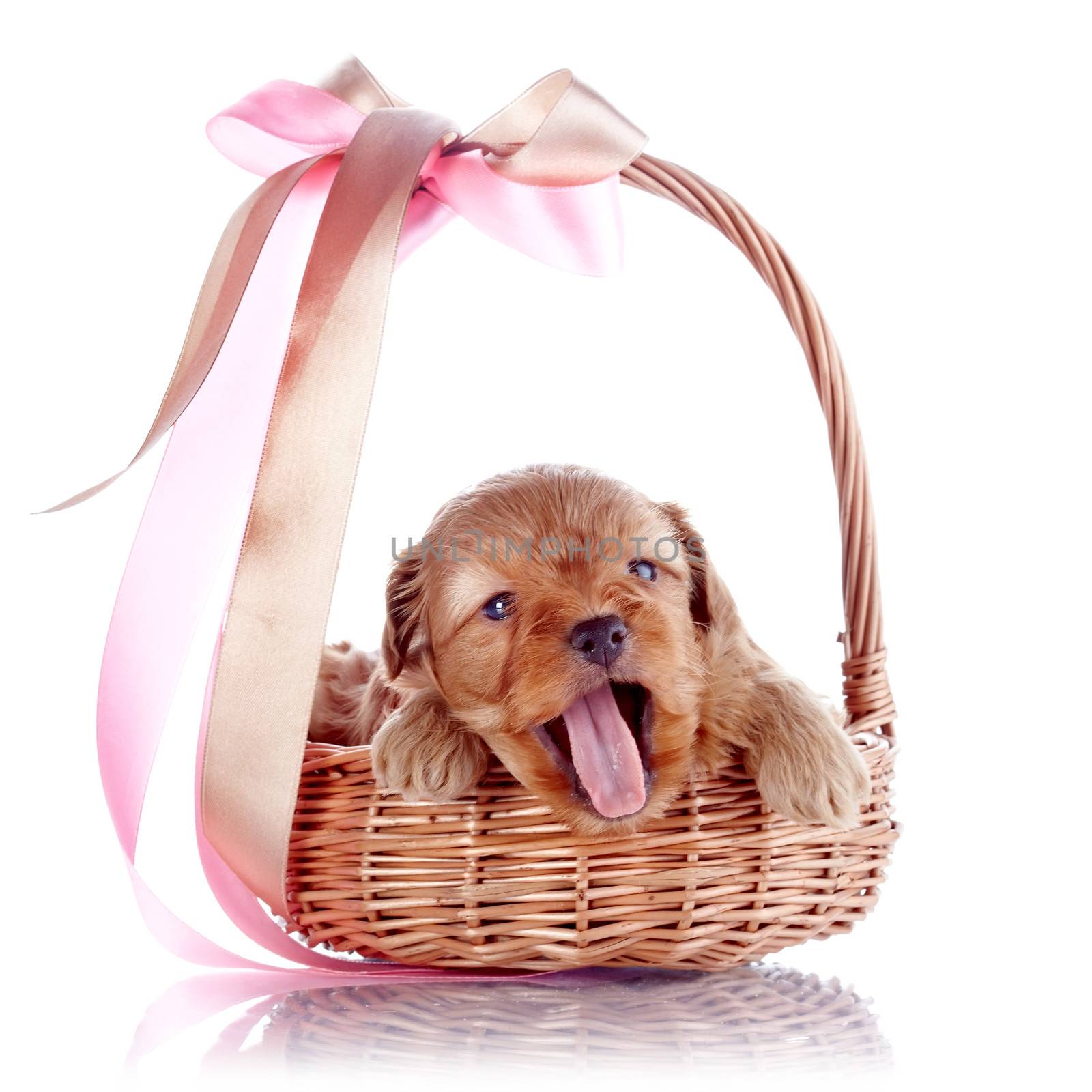 Puppy in a wattled basket with a bow. by Azaliya