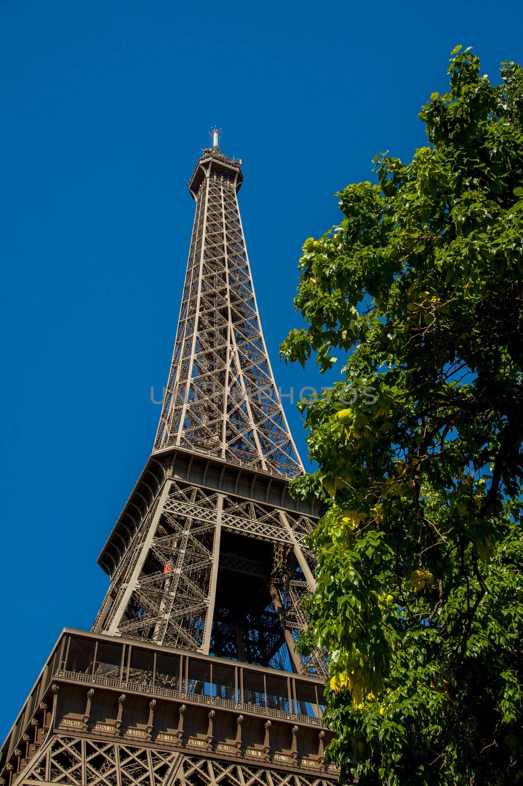 Image of the Tour Eiffel in Paris with a plant
