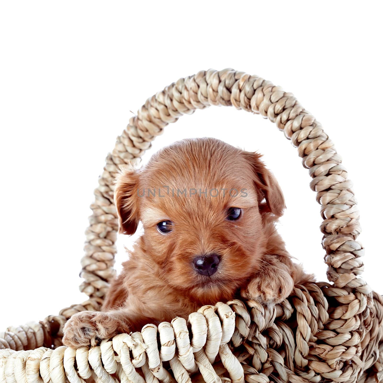 Portrait of a puppy in a wattled basket. Puppy in a wattled basket. Puppy of a decorative doggie. Decorative dog. Puppy of the Petersburg orchid on a white background
