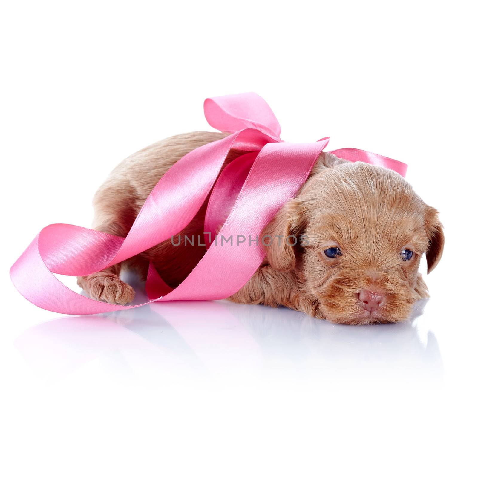 Puppy with a pink bow. Puppy of a decorative doggie. Decorative dog. Puppy of the Petersburg orchid on a white background