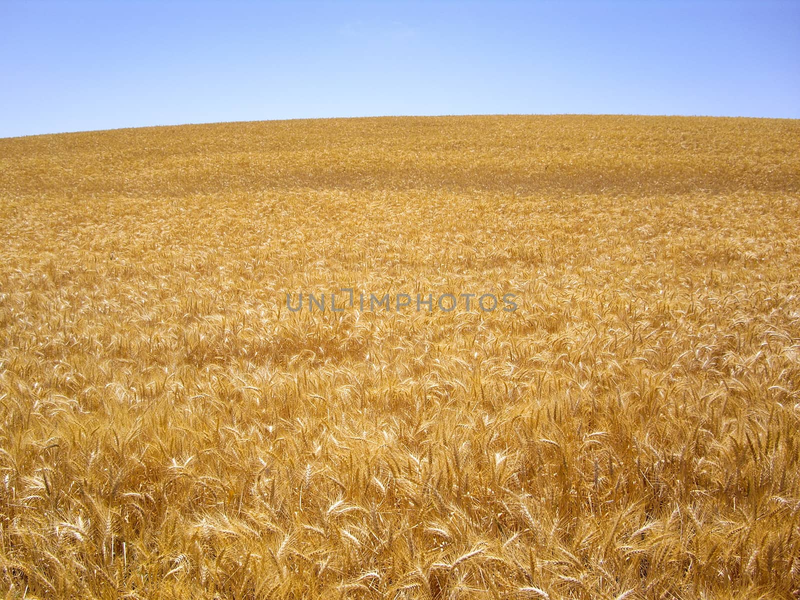 Hillside of Golden Wheat by emattil
