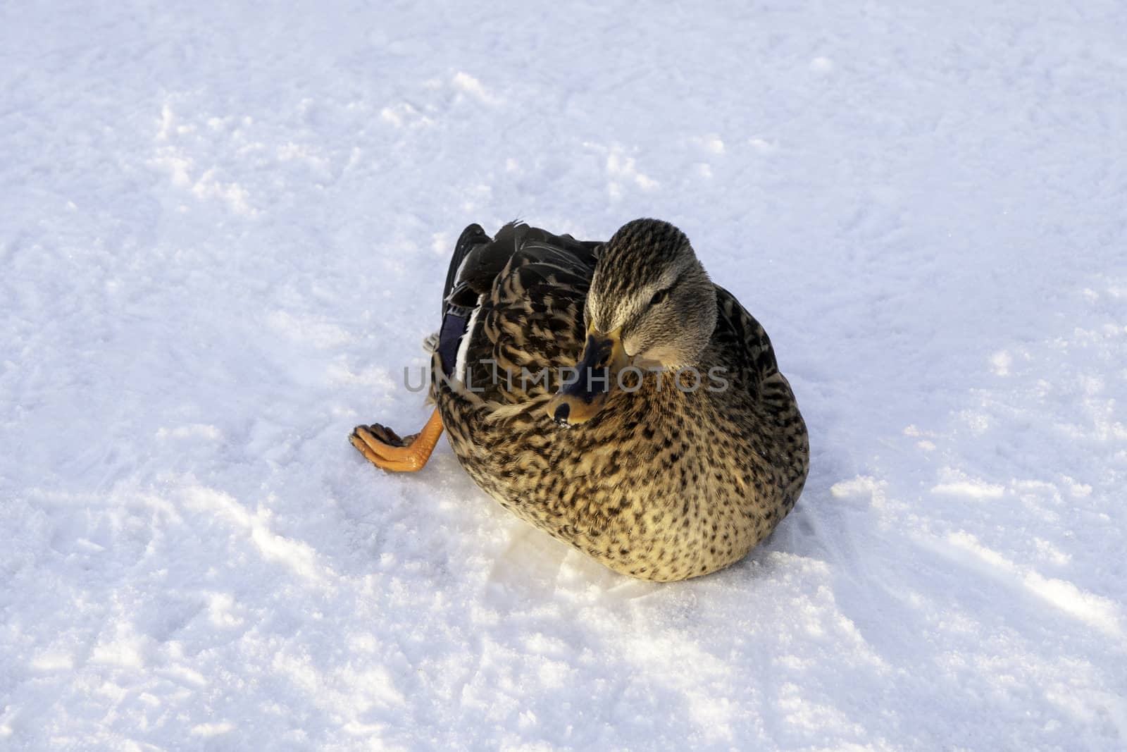 Mallard female in snow