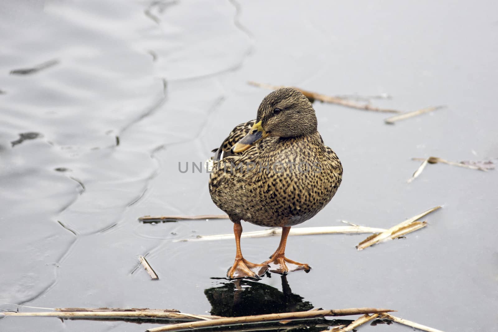 Mallard female on ice