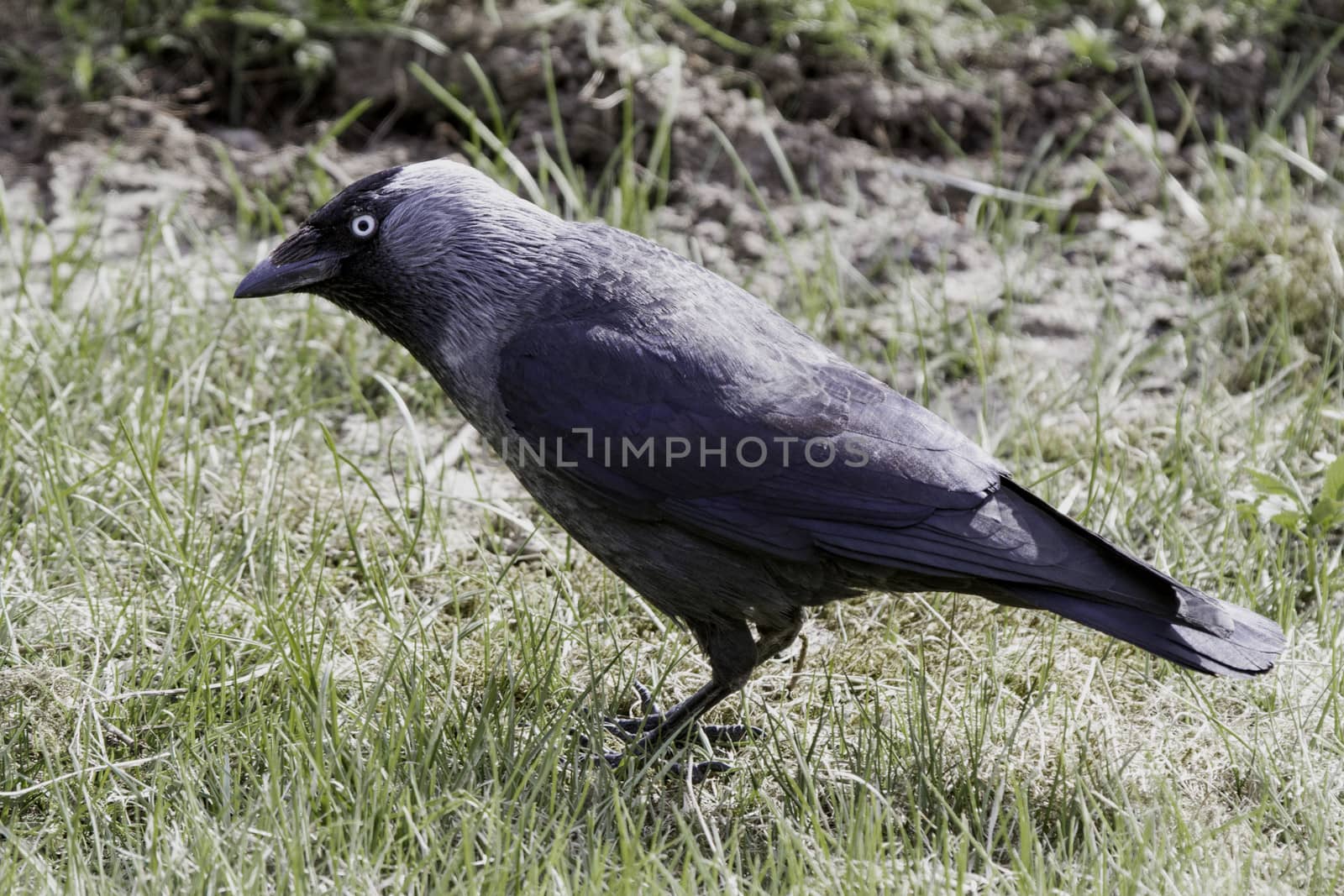Jackdaw on a lawn by thomas_males