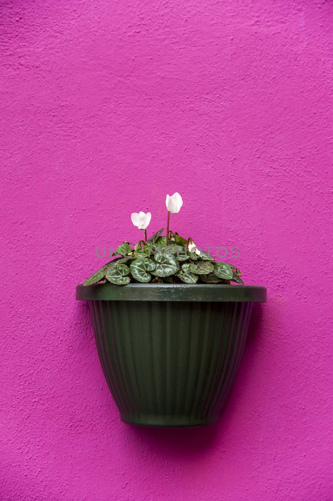 Vase on a violet wall by cla78