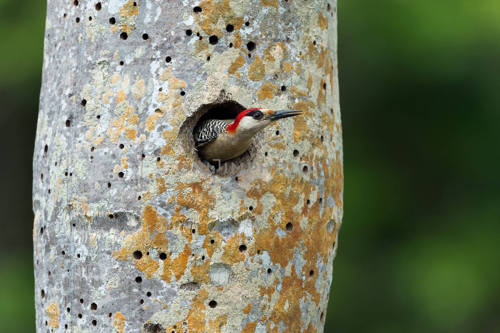 West Indian Woodpecker (Melanerpes superciliaris) .  Cuba