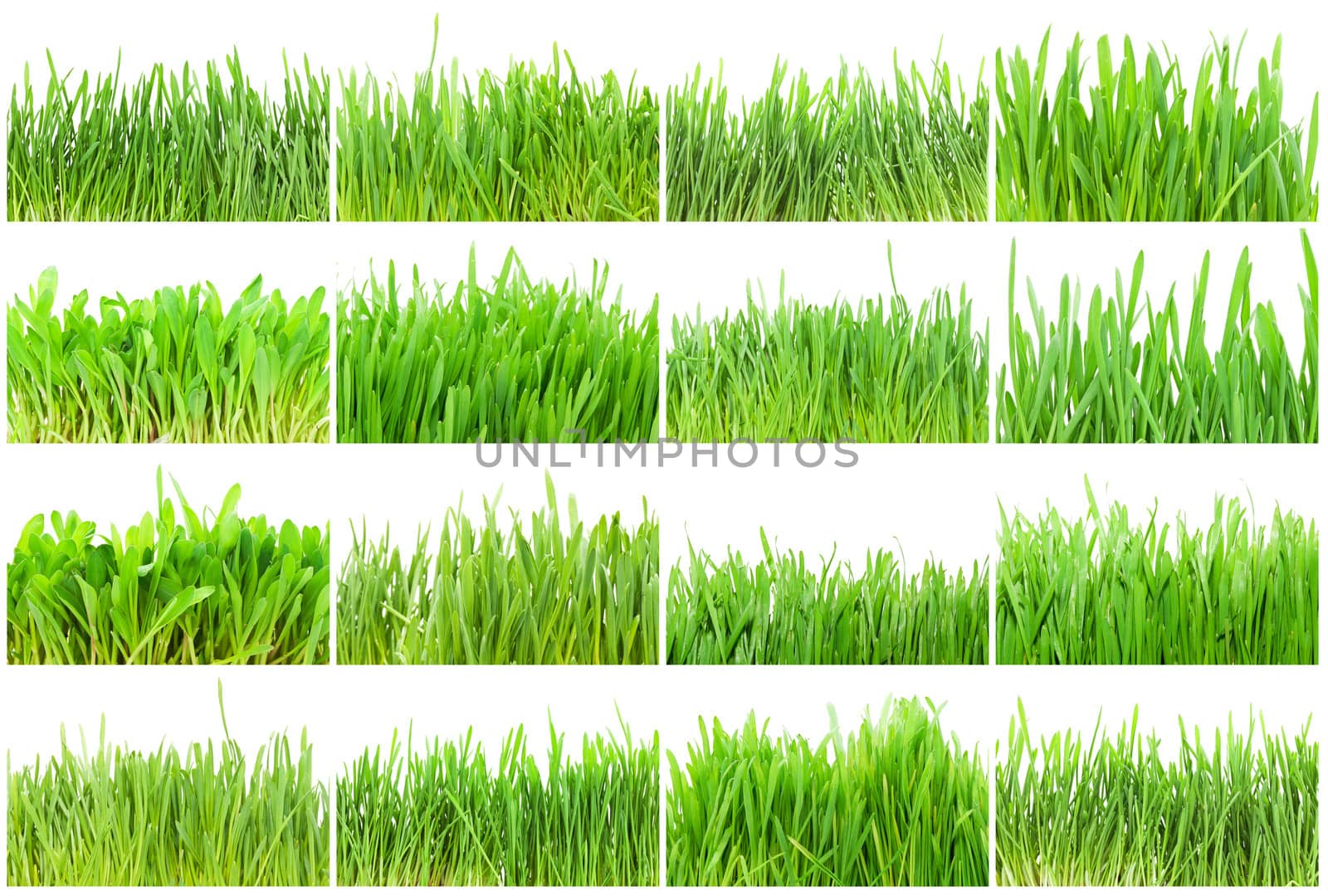 Fresh green grass isolated on white background