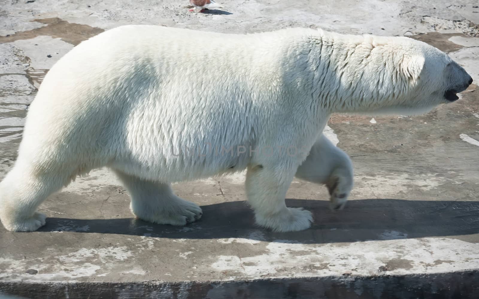 Nice photo of cute white polar bear