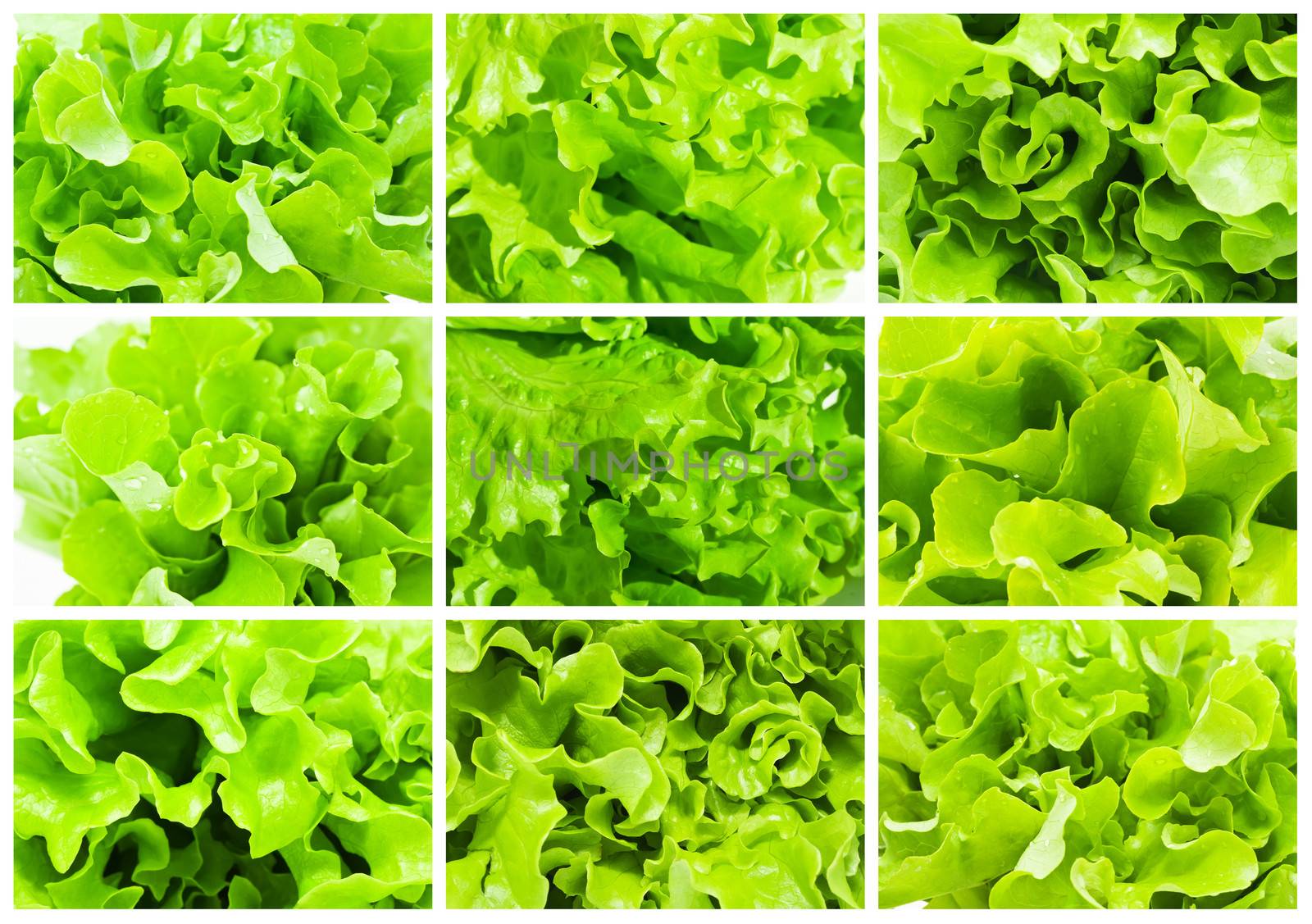 Collection of green curvy leaves fresh Lettuce salad