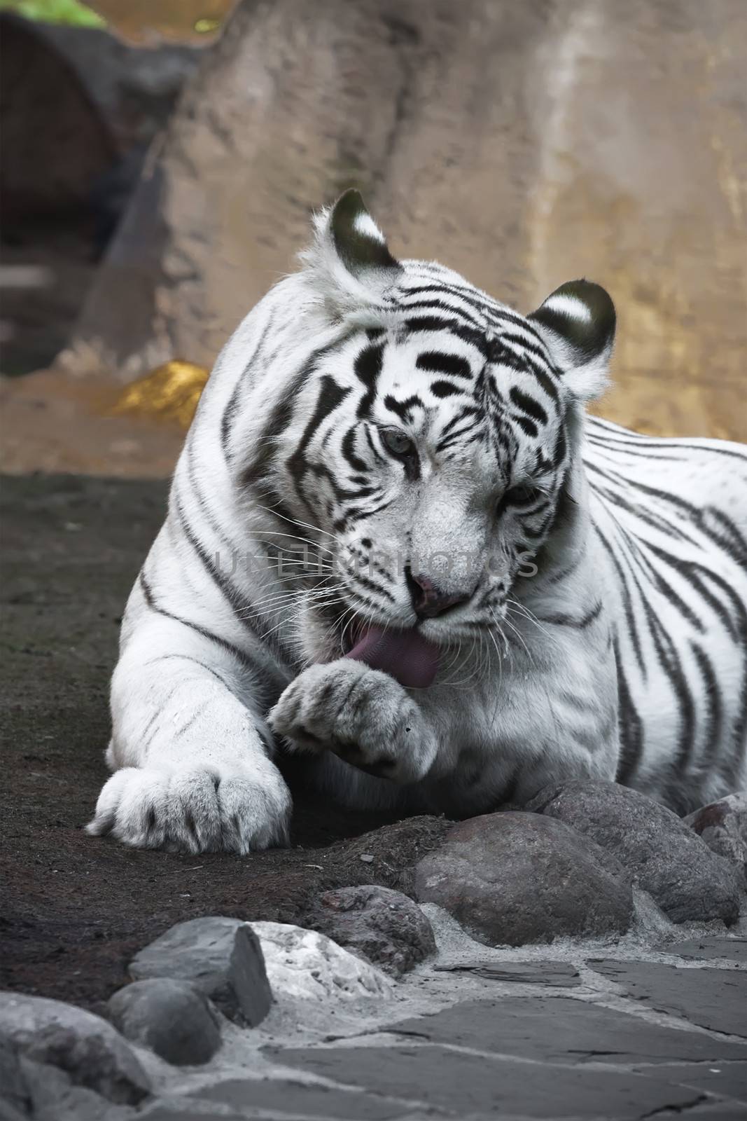 Beautiful close-up portrait of majestic White Tiger